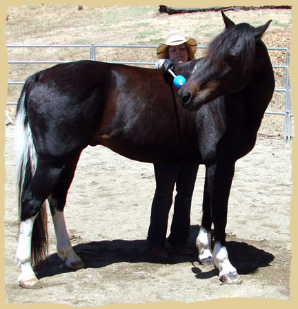 Click to enlarge. Training lateral bending during a positive reinforcement clinic with the Equine Research Foundation.