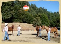 Click to enlarge. With strong bonds and good leadership horses accept the unusual during positive reinforcement clinics with the Equine Research Foundation.