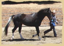 Click to enlarge. Horses follow at liberty after target training.