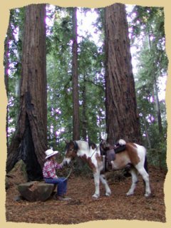 Click to enlarge. Horse riding among redwoods on a learning vacation at the Equine Research Foundation.