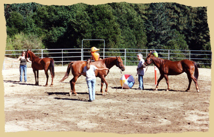 Click to enlarge. Horse groundwork on a learning vacation with the Equine Research Foundation.