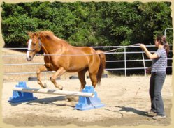 Click to enlarge. Do it all with groundwork first on horse vacations with the Equine Research Foundation.