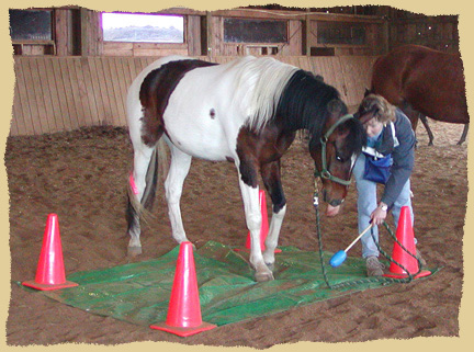 Click to enlarge. Helping horses overcome fear or resistance during a positive reinforcement clinic with the Equine Research Foundation.