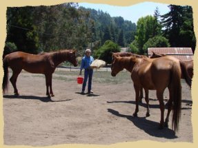 Click to enlarge. Horses wait politely for hay and grain at the Equine Research Foundation.