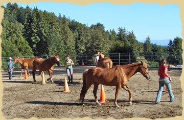 Testing your relationship skills on the horse vacations with the Equine Research Foundation. Click to enlarge.