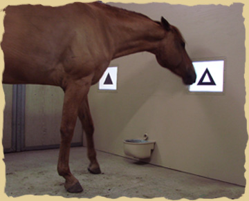 Equine research on the horse vacations with the Equine Research Foundation. Click to enlarge.