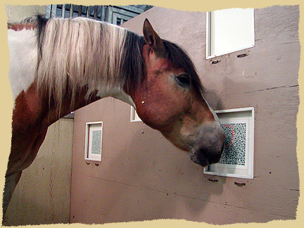 Horse color vision.