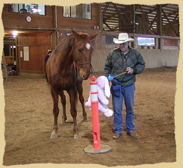 Horse clinic training.
