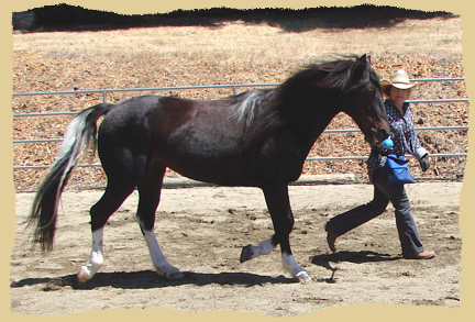 Horse clinic trotting at liberty.