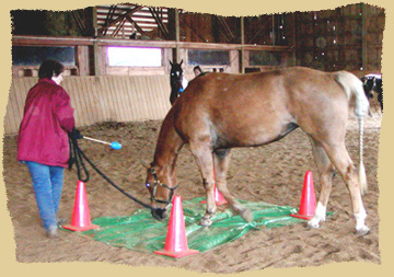 Horse clinic crossing tarp.