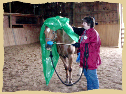 Click to enlarge. Training horses to stand quietly during a positive reinforcement clinic with the Equine Research Foundation.