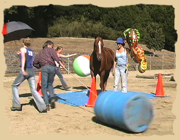 Horse training with the Equine Research Foundation