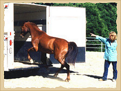 Horse entering trailer.