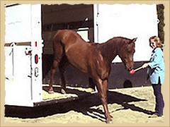 Horse leaving trailer.