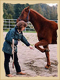 Horse lifting feet.