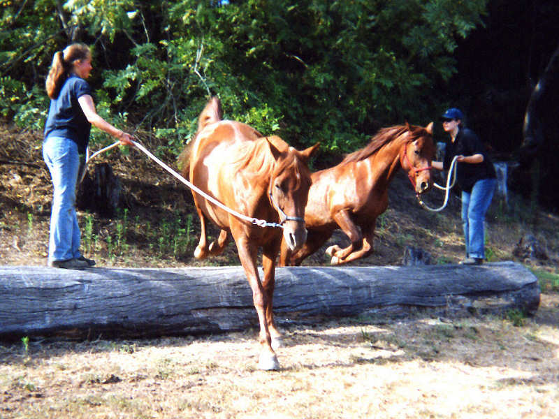 horses jumping. Consultation - Horse Behavior