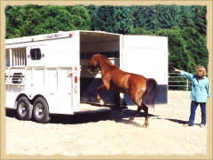 Click to enlarge. Horse trailer loading during a learning vacation with the Equine Research Foundation.