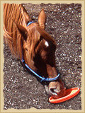 Horse playing Frisbee.