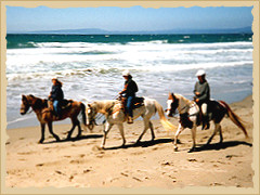 Horse riding Pacific Coast with the Equine Research Foundation.