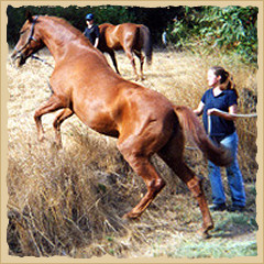 Horsemanship - jumping.