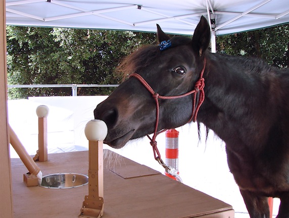 Equine lateral vision.