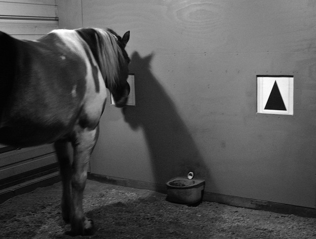 Horse night vision.