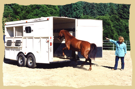 Click to enlarge. Trailer loading at liberty at the Equine Research Foundation.