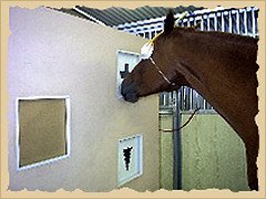 Horse interocular transfer.
