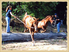 Horse jumping on a learning vacation with the Equine Research Foundation. Click to enlarge.